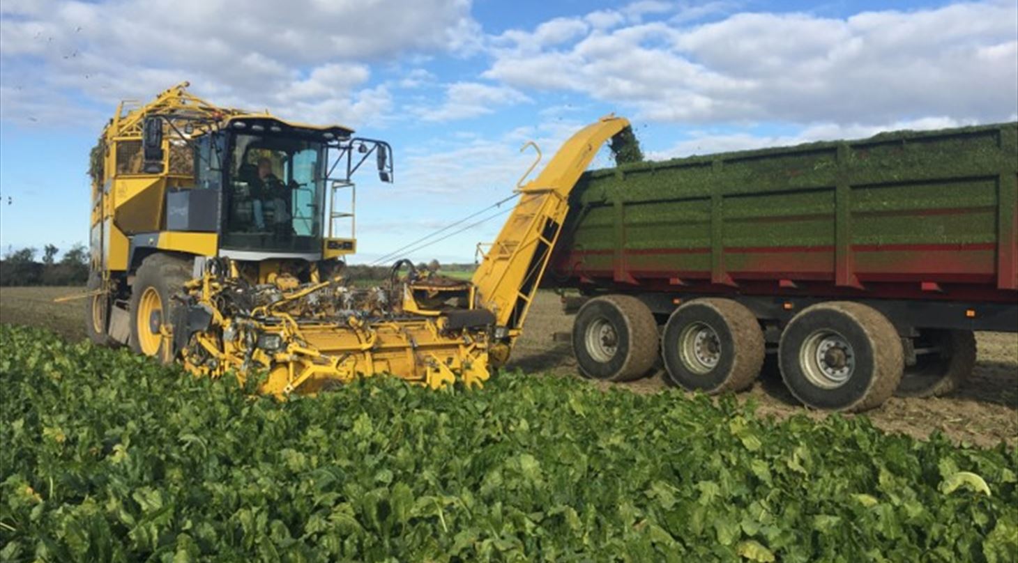 Traktor p� mark h�ster gr�nne roetoppe